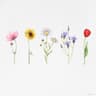 Wildflower